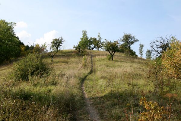 Záměl, 20.9.2009
Step se starou třešňovku u Zámělského borku. Nejvýchodněji položená východočeská step (formace suchých trávníků) s bohatými porosty válečky prapořité - perspektivní lokalita pro kovaříka Agriotes gallicus.
Keywords: Záměl Zámělský borek válečka prapořitá Anthaxia candens