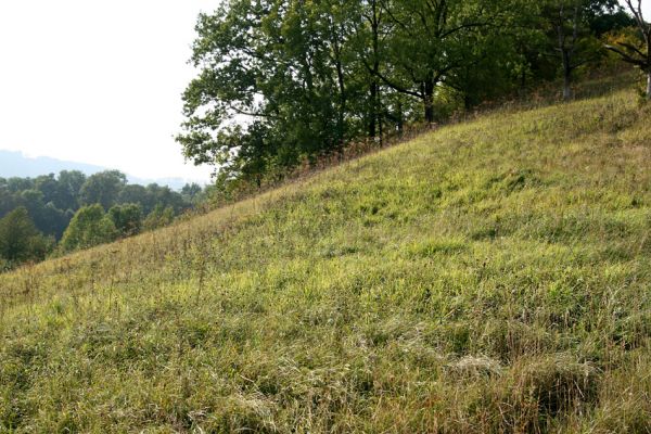 Záměl, 20.9.2009
Na stepi u Zámělského borku jsou rozsáhlé porosty válečky prapořité. 
Schlüsselwörter: Záměl Zámělský borek válečka prapořitá