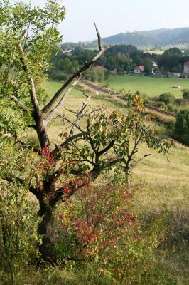 Záměl, 20.9.2009
Pohled ze stepi u Zámělského borku na Záměl a Potštejn.
Schlüsselwörter: Záměl Zámělský borek Potštejn Anthaxia candens