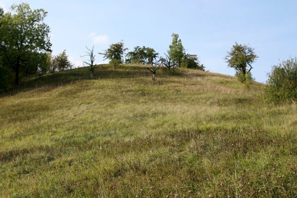 Záměl, 20.9.2009
Step se starou třešňovku u Zámělského borku.
Mots-clés: Záměl Zámělský borek Anthaxia candens