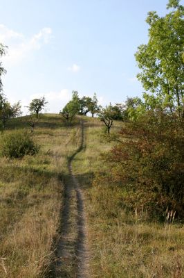 Záměl, 20.9.2009
Step se starou třešňovkou u Zámělského borku.
Keywords: Záměl Zámělský borek Anthaxia candens