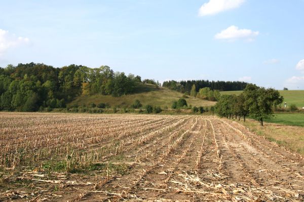 Záměl, 20.9.2009
Pohled od obce Záměl na stepi a starou třešňovku u Zámělského borku.
Klíčová slova: Záměl Zámělský borek Anthaxia candens