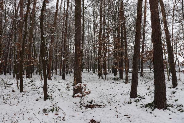 Žáravice, 10.1.2021
Smíšený les
Klíčová slova: Žáravice les