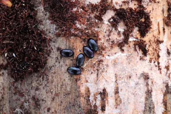 Žáravice, 10.1.2021
Smíšený les - zimoviště potemníků Platydema violaceum.
Klíčová slova: Žáravice les Platydema violaceum