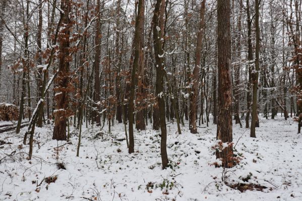 Žáravice, 10.1.2021
Smíšený les.
Klíčová slova: Žáravice les