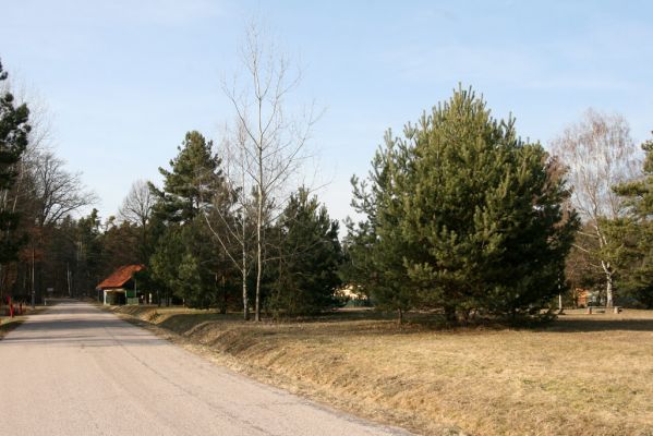 Bohumileč, Zástava, 6.3.2013
Jižní okraj písčin lemuje pás borovic, které s každým rokem stále více ohrožují svým stínem cennou lokalitu. 
Klíčová slova: Rokytno Bohumileč Zástava