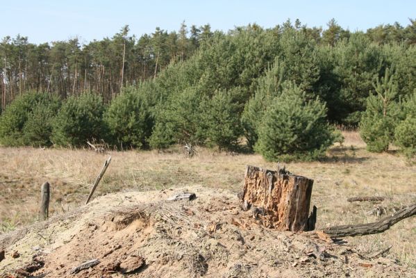 Závod, 29.3.2017
Šišulákov Mlyn env., holoseč. Biotop kovaříků Ampedus praeustus a A. sanguineus.
Mots-clés: Závod Šišulákov Mlyn Ampedus praeustus sanguineus