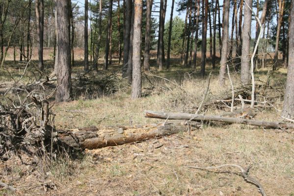 Závod, 29.3.2017
Šišulákov Mlyn env., padlá borovice na okraji borové plantáže - biotop potemníka Menephilus cylindricus. 
Mots-clés: Závod Šišulákov Mlyn Menephilus cylindricus