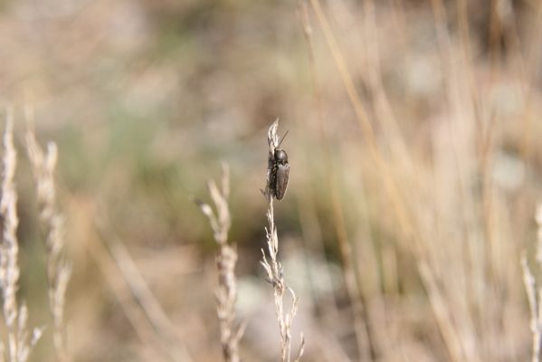 Závod, 29.3.2017
Šišulákov Mlyn, okraj cesty - kovařík Cardiophorus asellus.
Klíčová slova: Závod Šišulákov Mlyn Cardiophorus asellus