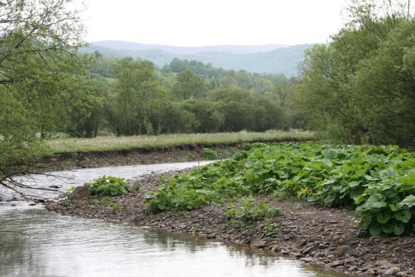 Nová Sedlica-Zboj, 11.5.2014
Meandry Zbojského potoka.



Klíčová slova: Nová Sedlica Zboj Zbojský potok Zorochros dermestoides