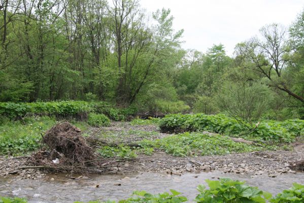 Nová Sedlica-Zboj, 11.5.2014
Meandry Zbojského potoka.



Klíčová slova: Nová Sedlica Zboj Zbojský potok Zorochros meridionalis