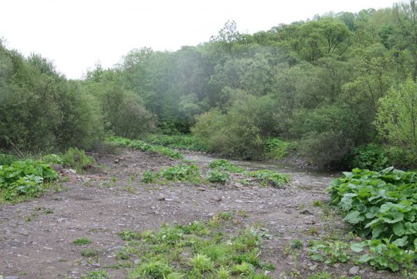 Nová Sedlica-Zboj, 11.5.2014
Meandry Zbojského potoka.



Klíčová slova: Nová Sedlica Zboj Zbojský potok Zorochros meridionalis