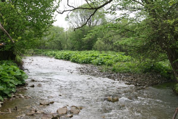 Nová Sedlica-Zboj, 11.5.2014
Meandry Zbojského potoka.



Klíčová slova: Nová Sedlica Zboj Zbojský potok