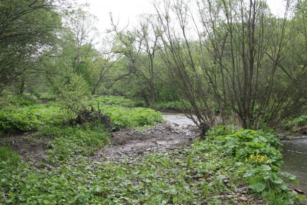 Nová Sedlica-Zboj, 11.5.2014
Meandry Zbojského potoka.



Schlüsselwörter: Nová Sedlica Zboj Zbojský potok