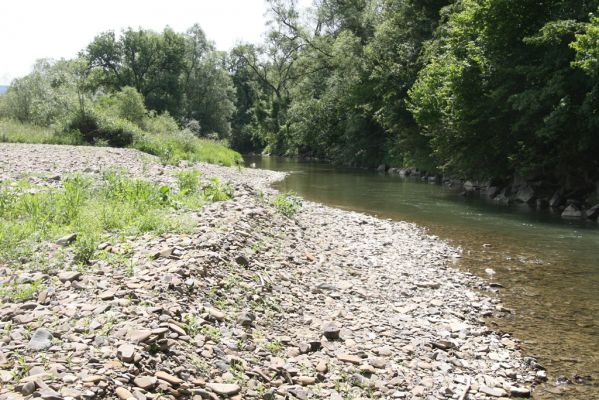 Zbudské Dlhé, 5.7.2014
Meandry Laborce.



Mots-clés: Zbudské Dlhé řaka Laborec Zorochros dermestoides meridionalis