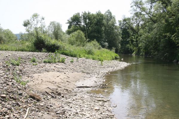 Zbudské Dlhé, 5.7.2014
Meandry Laborce.



Keywords: Zbudské Dlhé řaka Laborec Zorochros dermestoides meridionalis