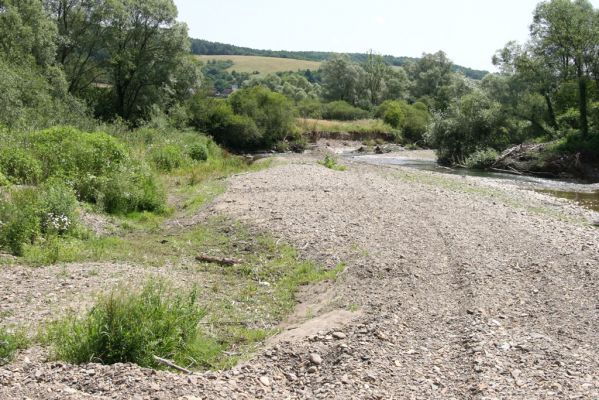 Zbudské Dlhé, 5.7.2014
Meandry Laborce.
Schlüsselwörter: Zbudské Dlhé řaka Laborec Zorochros dermestoides meridionalis