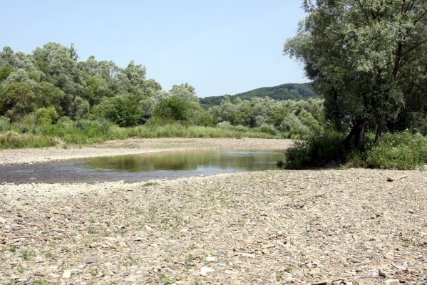 Zbudské Dlhé, 5.7.2014
Meandry Laborce. Biotop kovaříků Zorochros dermestoides. Z. meridionalis a Z. quadriguttatus.



Klíčová slova: Zbudské Dlhé řaka Laborec Zorochros dermestoides meridionalis quadriguttatus