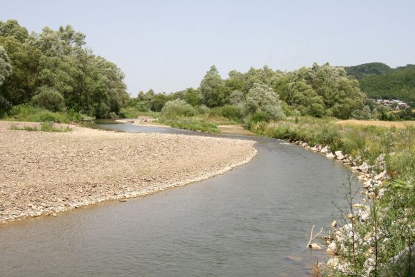 Zbudské Dlhé, 5.7.2014
Meandry Laborce.



Schlüsselwörter: Zbudské Dlhé řaka Laborec Zorochros dermestoides meridionalis quadriguttatus