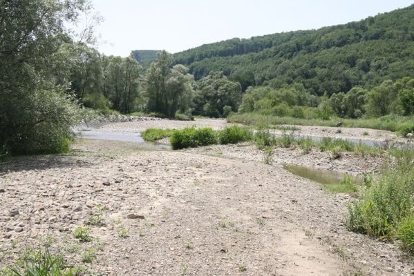 Zbudské Dlhé, 5.7.2014
Meandry Laborce.



Keywords: Zbudské Dlhé řaka Laborec Zorochros dermestoides meridionalis quadriguttatus