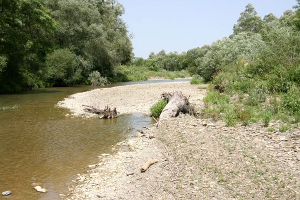 Zbudské Dlhé, 5.7.2014
Meandry Laborce.



Schlüsselwörter: Zbudské Dlhé řaka Laborec Zorochros dermestoides meridionalis quadriguttatus