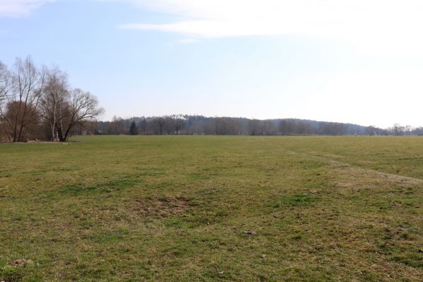 Žďár nad Orlicí, 19.3.2020
Pastvina u Orlice.
Klíčová slova: Žďár nad Orlicí pastvina Orlice Melinopterus reyi