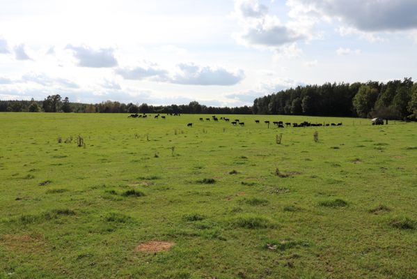 Žďár nad Orlicí, 8.10.2020
Pastvina u lesa.
Klíčová slova: Žďár nad Orlicí pastvina u lesa