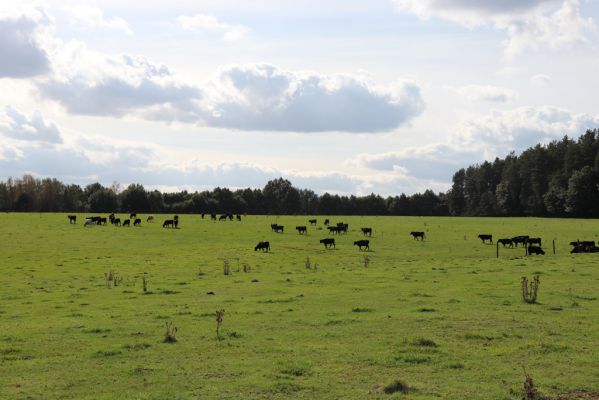 Žďár nad Orlicí, 8.10.2020
Pastvina u lesa.
Klíčová slova: Žďár nad Orlicí pastvina u lesa