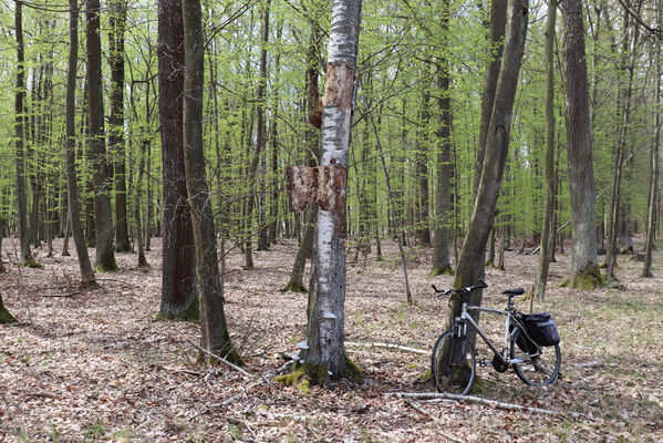 Zdechovice, 26.4.2022
Velký les. Mrtvý kmen břízy - biotop kovaříků Stenagostus rhombeus.
Klíčová slova: Zdechovice Velký les Stenagostus rhombeus