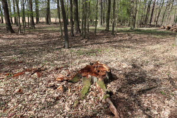 Zdechovice, 26.4.2022
Velký les. Trouchnivý dubový kmen - biotop kovaříka Stenagostus rhombeus.
Klíčová slova: Zdechovice Velký les Stenagostus rhombeus