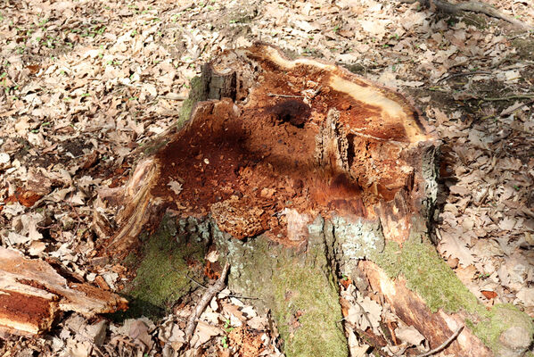 Zdechovice, 26.4.2022
Velký les. Trouchnivý dubový pařez - biotop kovaříků Lacon querceus a Procraerus tibialis.
Mots-clés: Zdechovice Velký les Lacon querceus Procraerus tibialis