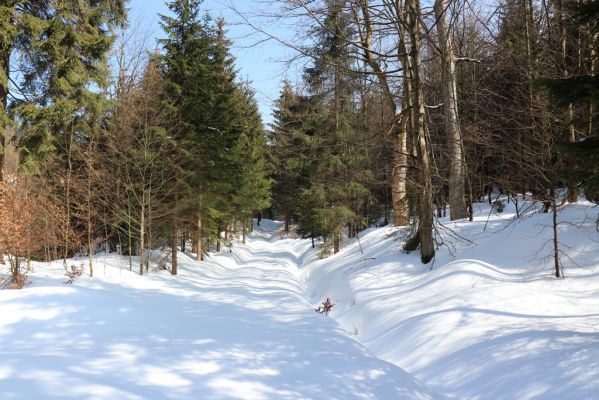 Liberk, 25.3.2021
Údolí Zdobnice - Anenská huť.
Klíčová slova: Orlické hory Liberk údolí Zdobnice Anenská huť Phloeostichus denticollis