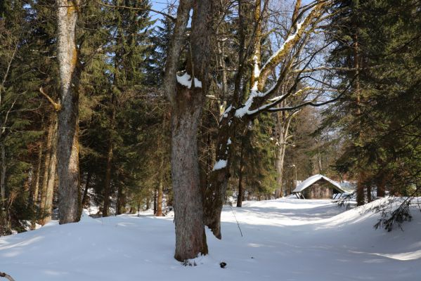 Liberk, 25.3.2021
Údolí Zdobnice - Anenská huť.
Klíčová slova: Orlické hory Liberk údolí Zdobnice Anenská huť Phloeostichus denticollis