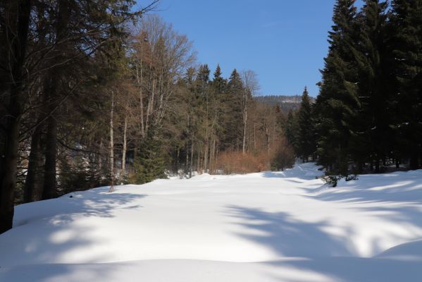 Liberk, 25.3.2021
Údolí Zdobnice - Anenská huť.
Klíčová slova: Orlické hory Liberk údolí Zdobnice Anenská huť