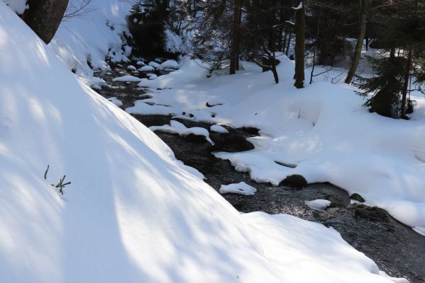 Liberk, 25.3.2021
Údolí Zdobnice - Anenská huť.
Keywords: Orlické hory Liberk údolí Zdobnice Anenská huť