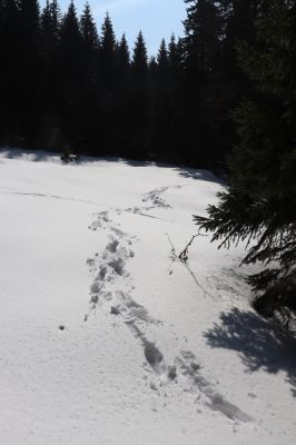 Liberk, 25.3.2021
Údolí Zdobnice - Anenská huť.
Klíčová slova: Orlické hory Liberk údolí Zdobnice Anenská huť