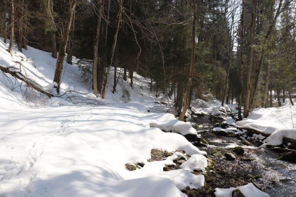 Liberk, 25.3.2021
Údolí Zdobnice nad Kamencem.
Klíčová slova: Orlické hory Liberk údolí Zdobnice Kamenec