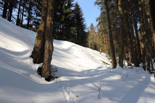 Zdobnice, 25.3.2021
Čertův Důl - Čertovodolský potok.
Keywords: Orlické hory Zdobnice Čertův Důl Čertovodolský potok