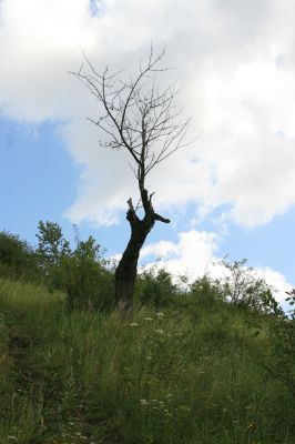 Zebín, 26.7.2009
Mrtvá třešeň na zebínské stepi.
Klíčová slova: Jičín Zebín Anthaxia candens