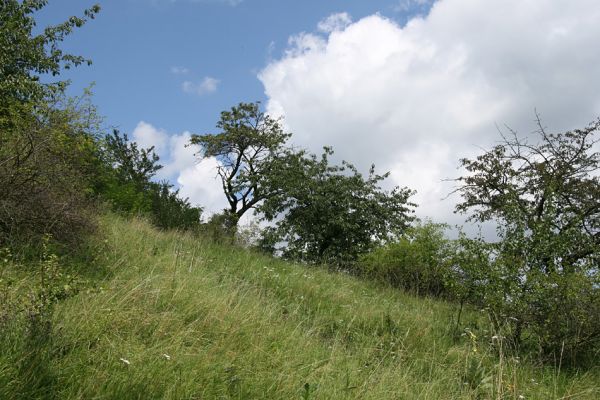 Zebín, 26.7.2009
Step s třešněmi na jihovýchodním svahu Zebína.
Klíčová slova: Jičín Zebín Anthaxia candens