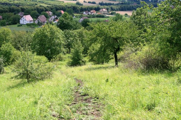 Zebín, 26.7.2009
Pohled ze svahů Zebína k Jičínu.
Schlüsselwörter: Jičín Zebín Anthaxia candens