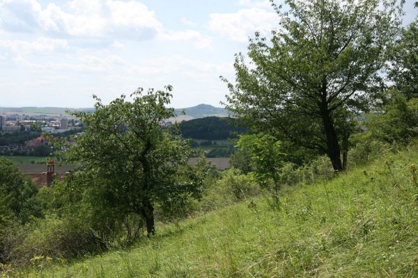 Zebín, 26.7.2009
Pohled ze svahů Zebína na vrch Veliš.
Mots-clés: Jičín Zebín Veliš Anthaxia candens