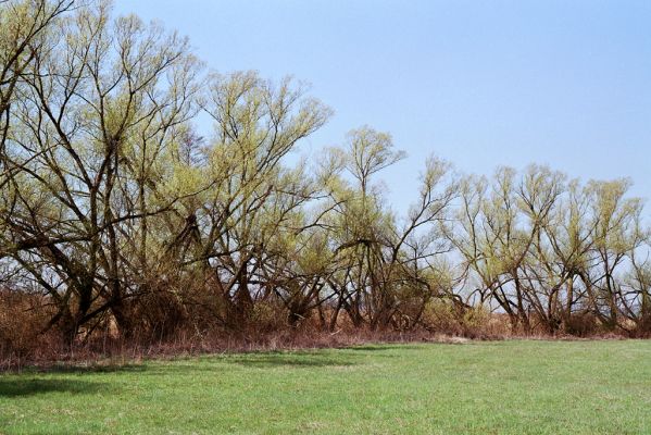 Žehuň, 15.4.2004
Vrby na břehu Žehuňského rybníka u železniční stanice Choťovice.


Mots-clés: Žehuň Žehuňský rybník Ampedus nigroflavus