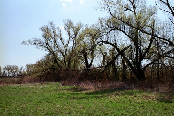 Žehuň, 15.4.2004
Vrby na břehu Žehuňského rybníka u železniční stanice Choťovice. Biotop kovaříka Ampedus nigroflavus.


Mots-clés: Žehuň Žehuňský rybník Ampedus nigroflavus