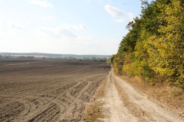 Lovčice - Bludy, 7.10.2009
Polní cesta podél Žehuňské obory od Bludské brány k východní stepi rezervace Kněžičky.
Klíčová slova: Lovčice Bludy Žehuňská obora