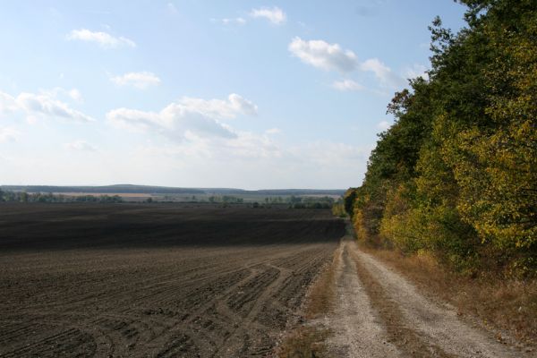 Lovčice - Bludy, 7.10.2009
Polní cesta podél Žehuňské obory od Bludské brány k východní stepi rezervace Kněžičky.
Klíčová slova: Lovčice Bludy Žehuňská obora