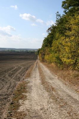 Lovčice - Bludy, 7.10.2009
Polní cesta podél Žehuňské obory od Bludské brány k východní stepi rezervace Kněžičky.
Klíčová slova: Lovčice Bludy Žehuňská obora