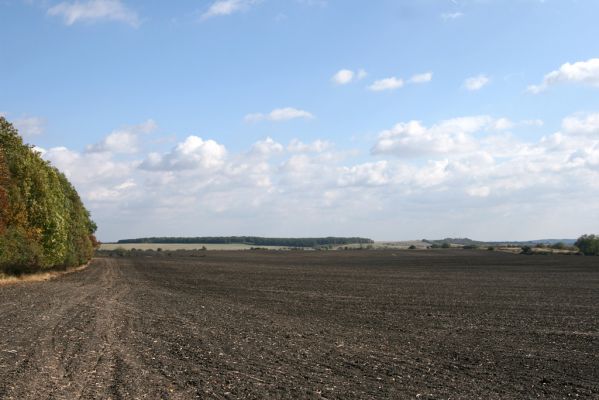 Lovčice - Bludy, 7.10.2009
Pole u jihovýchodního okraje Žehuňské obory. V pozadí převýšovský les Víno a vrch Vinice.
Klíčová slova: Lovčice Bludy Žehuňská obora Převýšov Víno Vinice