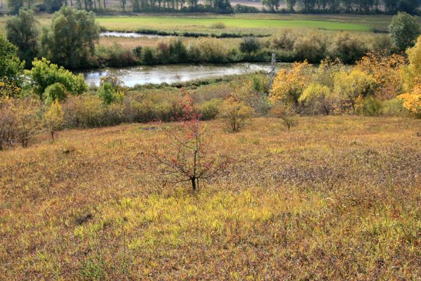 Lovčice - Bludy, 7.10.2009
Východní step rezervace Kněžičky. Dole teče řeka Cidlina. 
Klíčová slova: Lovčice Bludy Kněžičky Agriotes gallicus