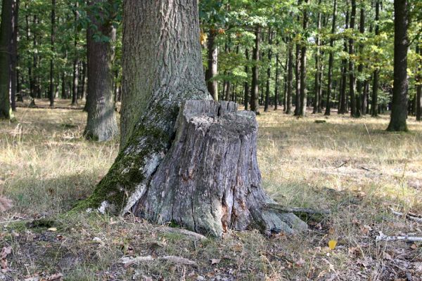 Kněžičky - Žehuňská obora, 7.10.2009
Dub u Čihadelských rybníků. Trouchnivé dřevo po obvodu pařezů a pahýlů je biotopem kovaříka Hypoganus inunctus.
Keywords: Kněžičky Žehuňská obora Čihadelské rybníky Hypoganus inunctus